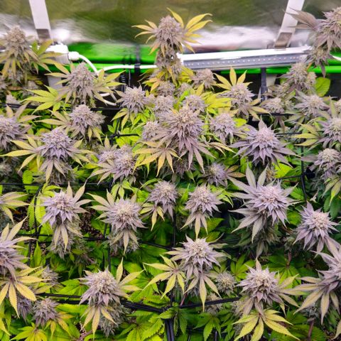 Cherry Poppers 2.1-3 growlog timeline photo