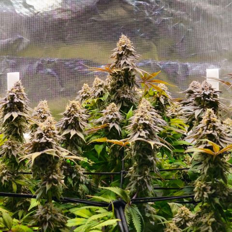 Cherry Poppers 2.1-3 growlog timeline photo