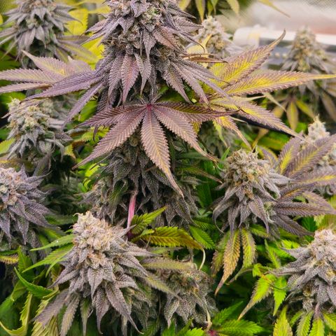 Cherry Poppers 2.1-3 growlog timeline photo