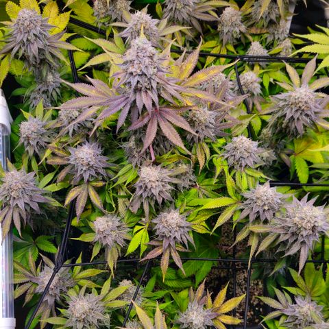 Cherry Poppers 2.1-3 growlog timeline photo