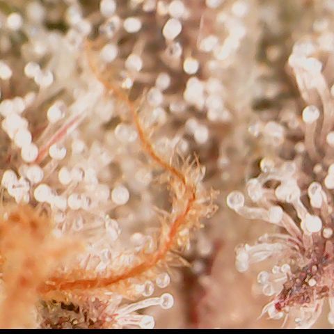 Cherry Poppers 2.1-3 growlog timeline photo