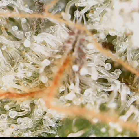 Cherry Poppers 2.1-3 growlog timeline photo