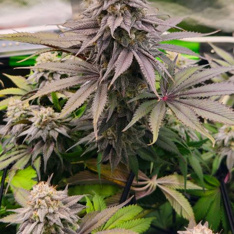 Cherry Poppers 2.1-3 growlog timeline photo