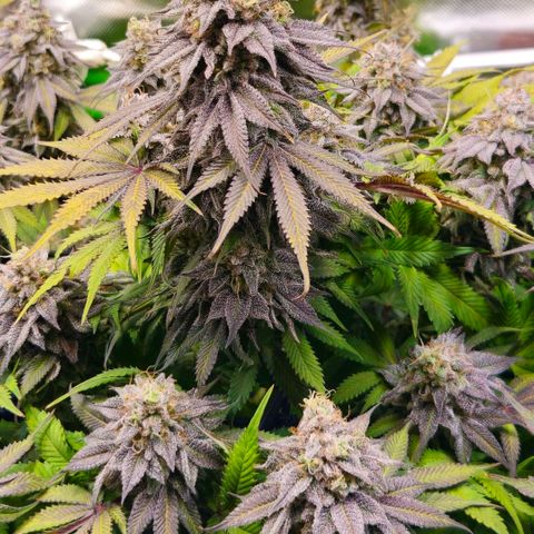 Cherry Poppers 2.1-3 growlog timeline photo