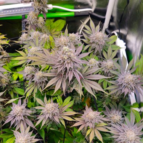Cherry Poppers 2.1-3 growlog timeline photo