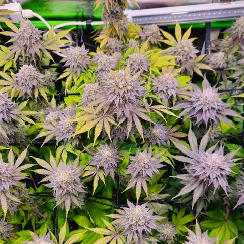 Cherry Poppers 2.1-3 growlog timeline photo