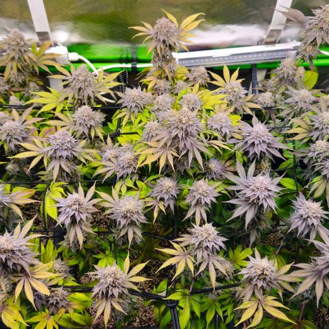 Cherry Poppers 2.1-3 growlog timeline photo