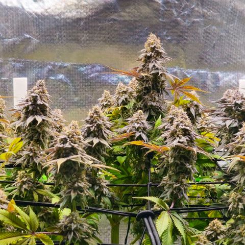 Cherry Poppers 2.1-3 growlog timeline photo
