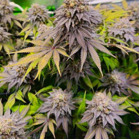 Cherry Poppers 2.1-3 growlog timeline photo