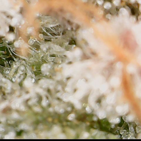 Cherry Poppers 2.1-3 growlog timeline photo