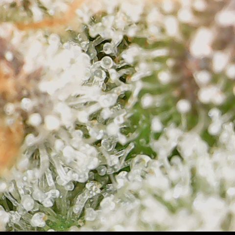 Cherry Poppers 2.1-3 growlog timeline photo