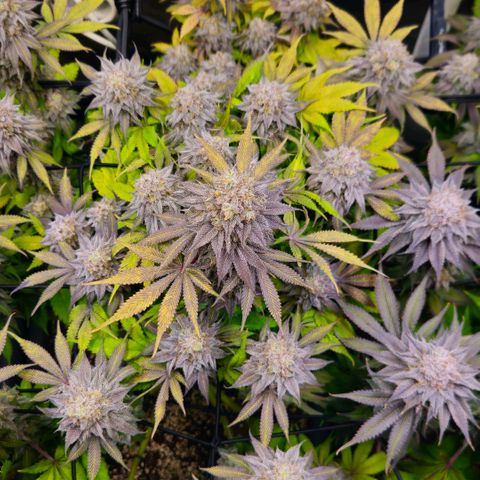 Cherry Poppers 2.1-3 growlog timeline photo