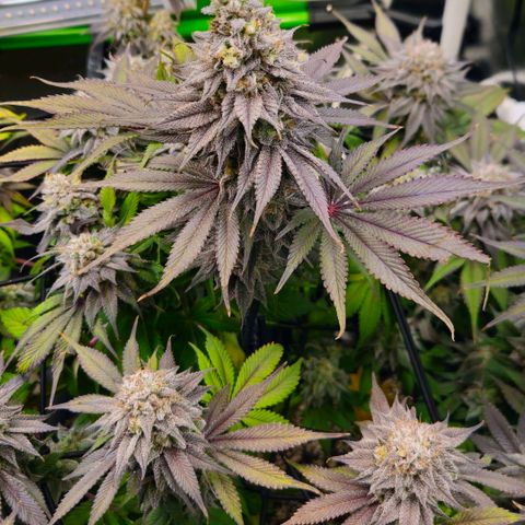 Cherry Poppers 2.1-3 growlog timeline photo