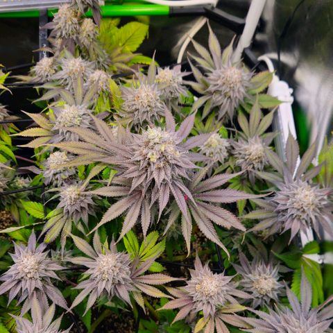 Cherry Poppers 2.1-3 growlog timeline photo