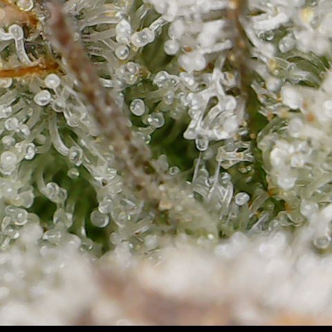 Cherry Poppers 2.1-3 growlog timeline photo