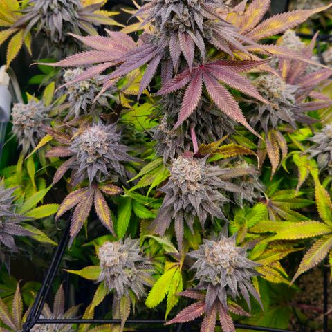 Cherry Poppers 2.1-3 growlog timeline photo