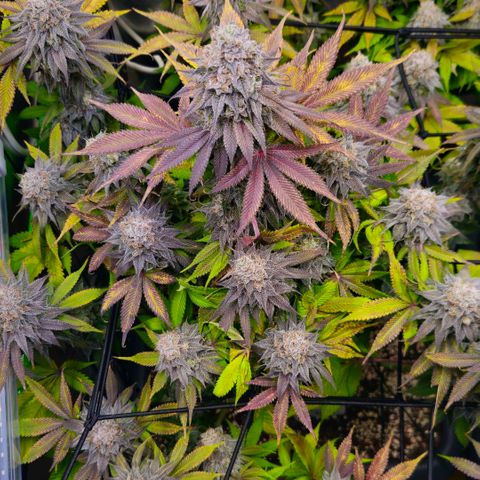 Cherry Poppers 2.1-3 growlog timeline photo