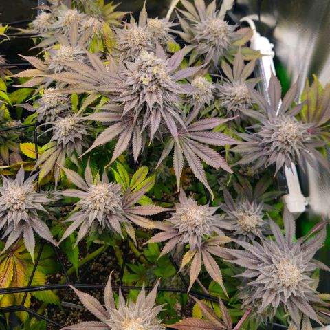 Cherry Poppers 2.1-3 growlog timeline photo