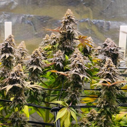 Cherry Poppers 2.1-3 growlog timeline photo