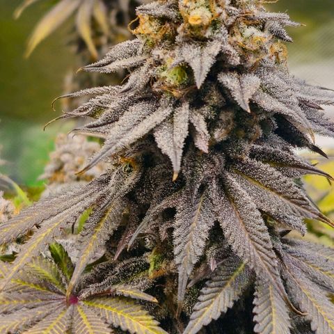 Cherry Poppers 2.1-3 growlog timeline photo