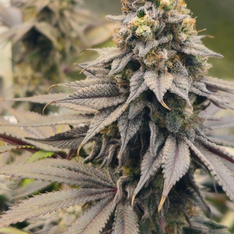 Cherry Poppers 2.1-3 growlog timeline photo