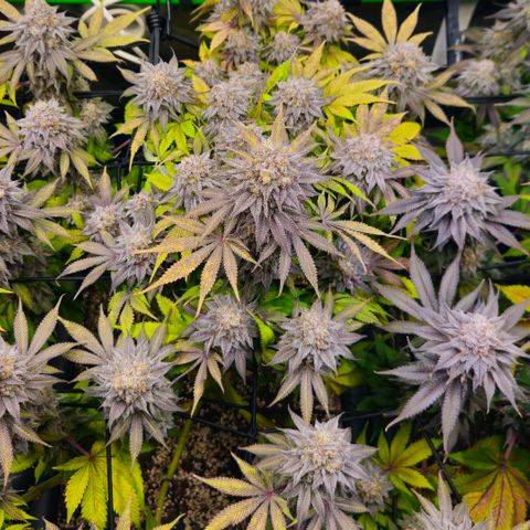 Cherry Poppers 2.1-3 growlog timeline photo