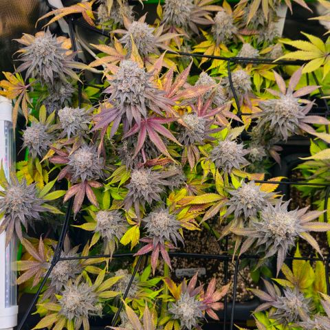 Cherry Poppers 2.1-3 growlog timeline photo