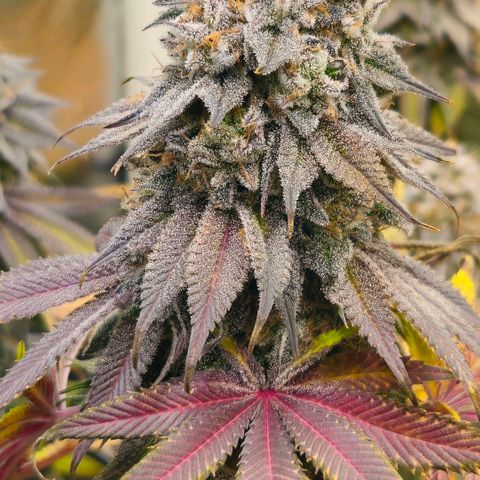 Cherry Poppers 2.1-3 growlog timeline photo