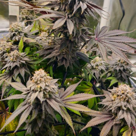 Cherry Poppers 2.1-3 growlog timeline photo