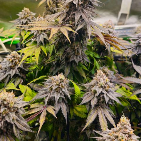 Cherry Poppers 2.1-3 growlog timeline photo