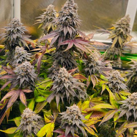 Cherry Poppers 2.1-3 growlog timeline photo