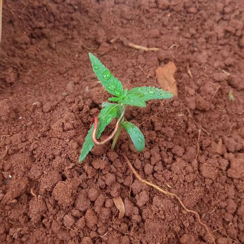 Sbk 4 growlog timeline photo