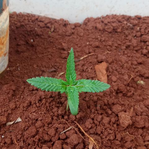 Sbk 4 growlog timeline photo