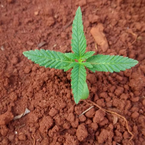 Sbk 4 growlog timeline photo
