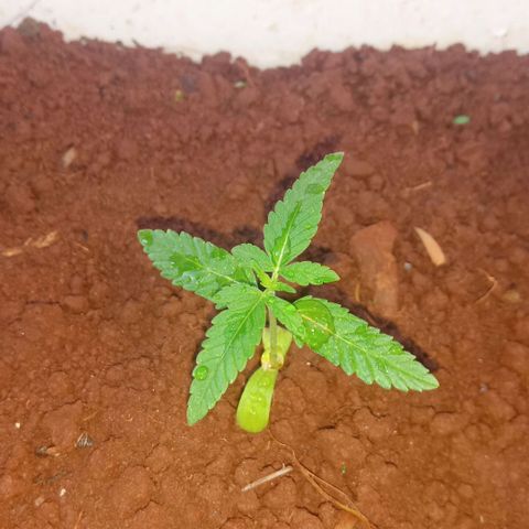 Sbk 4 growlog timeline photo