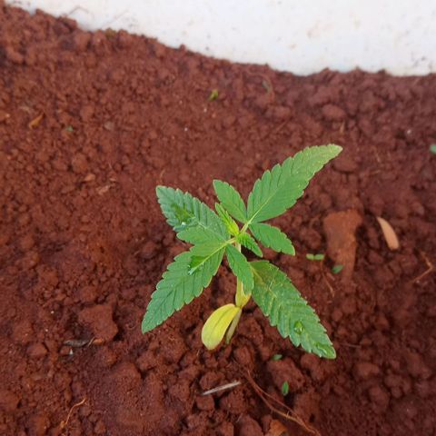 Sbk 4 growlog timeline photo