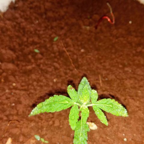 Sbk 4 growlog timeline photo