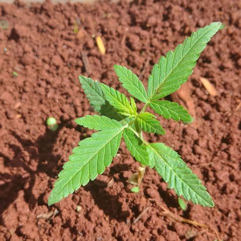 Sbk 4 growlog timeline photo