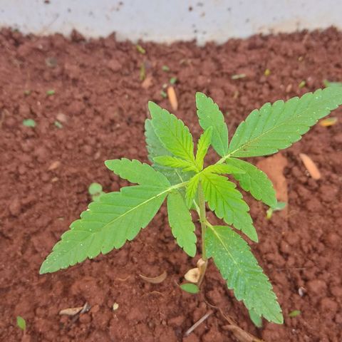 Sbk 4 growlog timeline photo