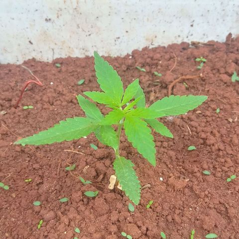 Sbk 4 growlog timeline photo