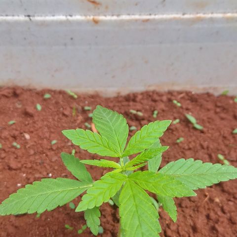 Sbk 4 growlog timeline photo