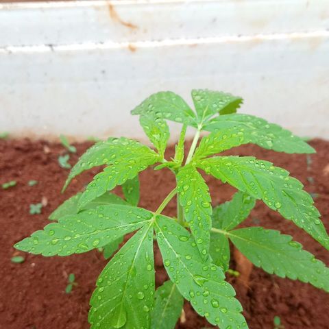 Sbk 4 growlog timeline photo