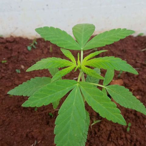 Sbk 4 growlog timeline photo
