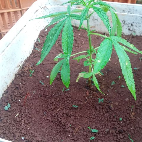 Sbk 4 growlog timeline photo