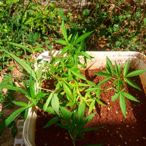 Sbk 4 growlog timeline photo