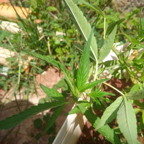 Sbk 4 growlog timeline photo