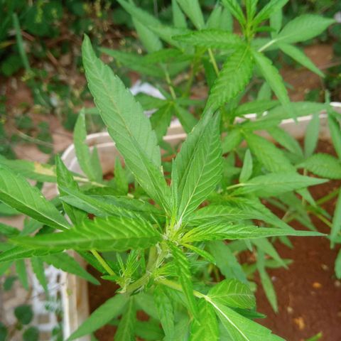 Sbk 4 growlog timeline photo