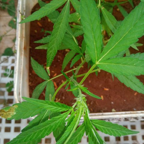 Sbk 4 growlog timeline photo