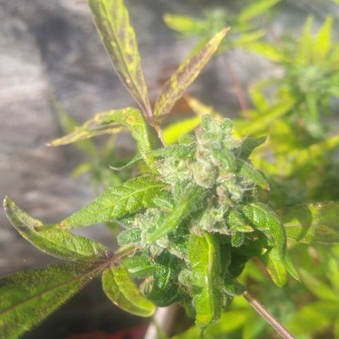 Sbk 4 growlog timeline photo