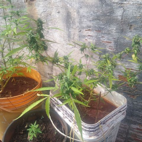 Sbk 4 growlog timeline photo